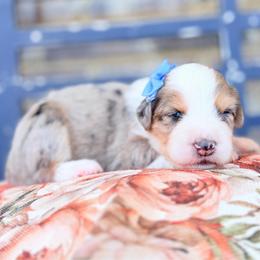 Cinnamon - Blue merle female Aussiedoodle puppy in Cartersville, Georgia from Simply Blessed Doodles