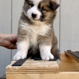 Icelandic Sheepdog Puppies from Hjarta Icelandics