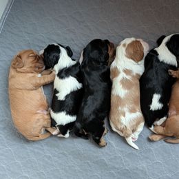 Cavalier King Charles Spaniel puppies from Panache Puppies