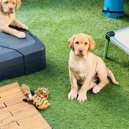 Poppy-Pink Collar - Yellow female Labrador Retriever puppy in Penn Valley, California from Pleasant Valley Creekside Ranch, LLC