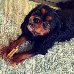 Rip - Cavalier King Charles Spaniel