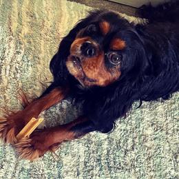 Rip - Cavalier King Charles Spaniel