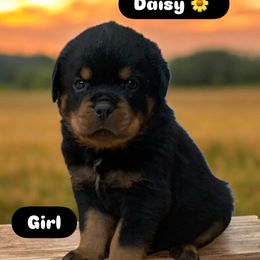 Rottweiler Puppies from Rottweiler Land