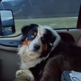 Ranger - Australian Shepherd