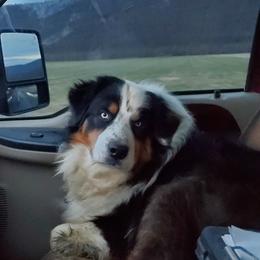 Ranger - Australian Shepherd