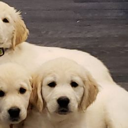 Golden Retrievers from Whitefire Golden Retrievers