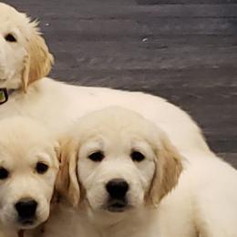Golden Retrievers from Whitefire Golden Retrievers