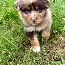 Rodeo - Red merle male Australian Shepherd puppy in Otis, Oregon from Heritage Hill Aussies