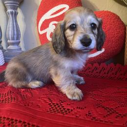 Puppy 4 - Cream male Dachshund puppy in Perryville, Maryland from Heavenly Heritage Dachshunds and Doods