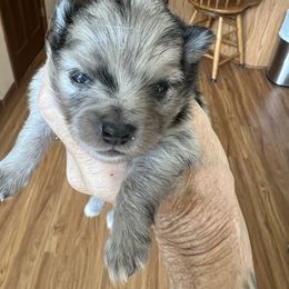 Teddy - Blue merle male Pomeranian puppy in Warsaw, Indiana from Purdy Pomeranian Pooches