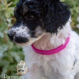 Poodle Puppies from Kindred Kennels