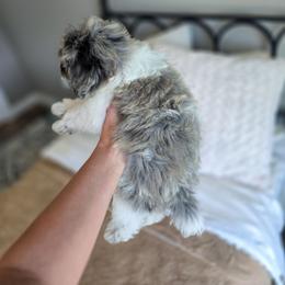 Duke Caboom - Merle male Schnoodle puppy in Grove, Oklahoma from Grand Lake Poodles & Doodles