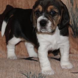 Reno Sacramento Violet - Black tan and white female Beagle puppy in Spring Creek, Nevada from Badland Kennel