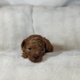 Boy 2 - male Poodle puppy in Westfield, North Carolina from Legacy Pets