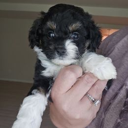 Polly - Black and white female Aussiedoodle puppy in Galena, Illinois from Perry's doodles