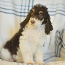 Cookies - Phantom female Poodle puppy in Delta, Colorado from PTK Ranch