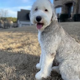 Assorted Doodle Crosses, Old English Sheepdogs, and Poodles from Everyone Loves Doodlez