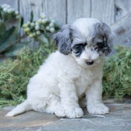 Girl 1 - female Cockapoo puppy in Seattle, Washington from Sweet Home Doodles