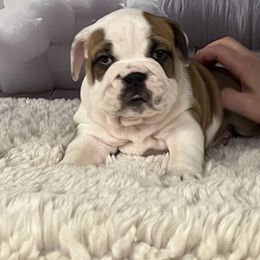 Bulldog Puppies from Sweet Rolls