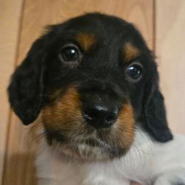 George 6 - Blue belton and tan (tri-color) male English Setter puppy in Morrice, Michigan from Wild Bird Setters