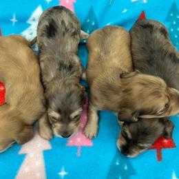 Dachshund Puppies from Little e Dachshunds