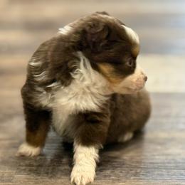 Buster - Red tri male Miniature Australian Shepherd puppy in Ambrose, Georgia from Brandilyn's Aussies