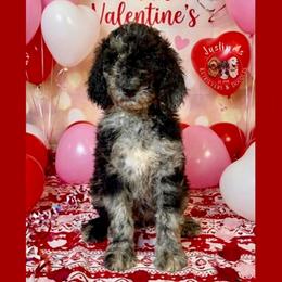 Blizzard - Merle male Goldendoodle puppy in Sterling, Connecticut from Justine’s Retrievers and Doodles