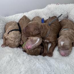Male pick 5 - Red  male Goldendoodle puppy in Annandale, New Jersey from KN Mini Goldendoodles