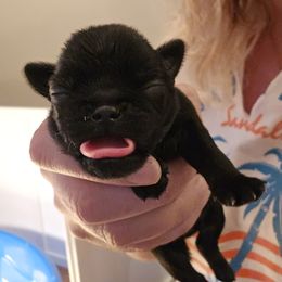 Black - Brown male Brussels Griffon puppy in Welch, Minnesota from Baringer Brussels