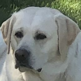 Brixton - Labrador Retriever