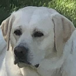 Brixton - Labrador Retriever