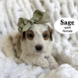 Sage - Brown and white female Bernedoodle puppy in Jackson, Mississippi from T.M. Poodles & Doodles