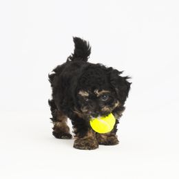 Companion Cross Puppies from CocoPuff Breeders