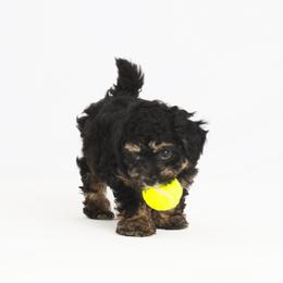 Companion Cross Puppies from CocoPuff Breeders