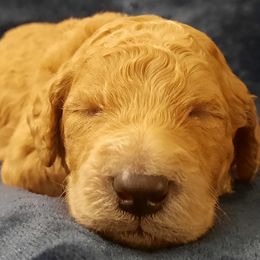 Royal Collar - Apricot male Poodle puppy in Athol, Massachusetts from DoeValley Standard Poodles