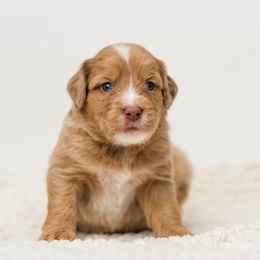 Aspen - female Australian Mountain Doodle puppy in Cortez, Colorado from Sassy Pants Pups
