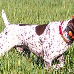 German Shorthaired Pointers from Shining Star GSP LLC