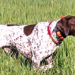 German Shorthaired Pointers from Shining Star GSP LLC