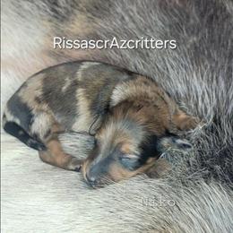 Niko - Red male Dachshund puppy in Canton, Ohio from Rissas CrAz Critters