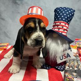 Daisy - Black brown and white female Basset Hound puppy in Hurtsboro, Alabama from PARK’s Family Farm