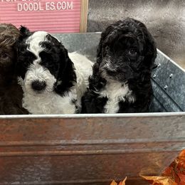 Bernedoodles and Sheepadoodles from Fur-ever Doodles