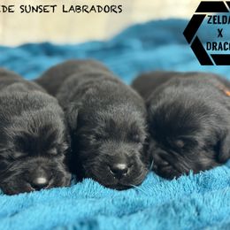 Light blue collar - Black male Labrador Retriever puppy in Beaverdam, Virginia from Riverside Sunset Labrador Retrievers