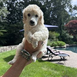 Chinese Crested and Poodle Puppies from Mindy Dobrow's Chinese Crested Puppies and standard poodles