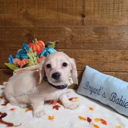 Sweet boy - Cream male Dachshund puppy in Webb, Alabama from Bryant's Babies