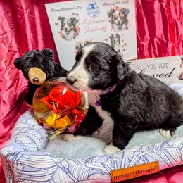 Stella - Black & white female Australian Shepherd puppy in Citra, Florida from AEW Farm