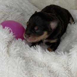 Rose - Liver female Miniature Schnauzer puppy in Milmay, New Jersey from Butterleaf Farms