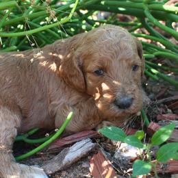 Sunny - Apricot female Goldendoodle puppy in Apache Junction, Arizona from Loving Doodle