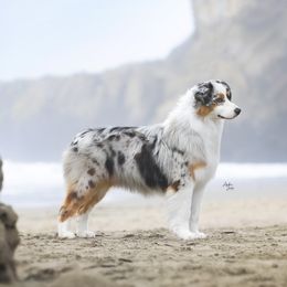 Boujee - Australian Shepherd