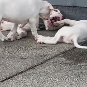 Dogo Argentino Puppies from K&B Southern Oregon Argentino Dogos