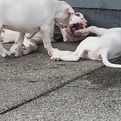 Dogo Argentino Puppies from K&B Southern Oregon Argentino Dogos